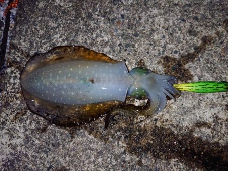 おニューロッドで(^^)