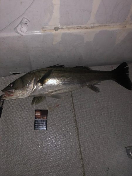 夜のボートシーバス