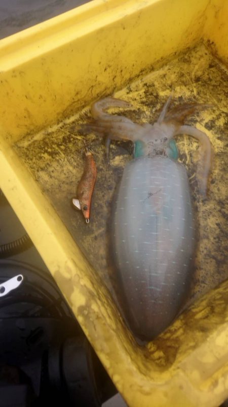 ティップラン終盤戦