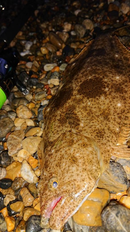 サーフ調査釣行 2020後期-1