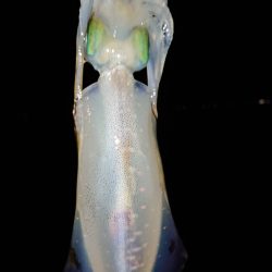 アオリイカとメバル