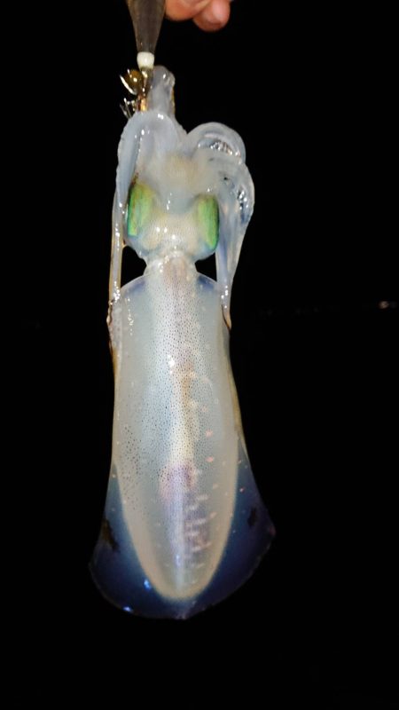 アオリイカとメバル