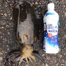 土曜日に、釣れたのでもう一度行って来ました。