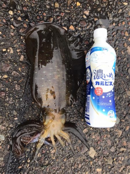 土曜日に、釣れたのでもう一度行って来ました。