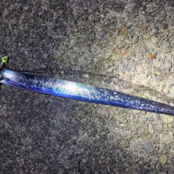 タチウオ　ウキ釣り