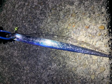 タチウオ　ウキ釣り