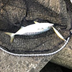 ツバス7マゴチ1