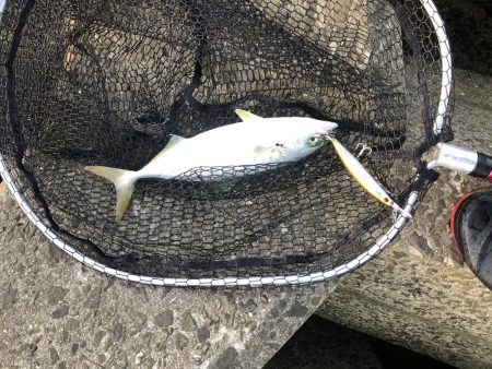 ツバス7マゴチ1