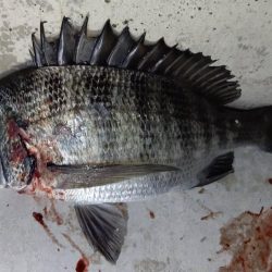 活性悪くて釣れない