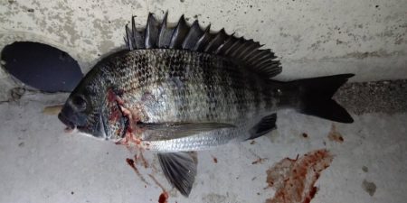 活性悪くて釣れない