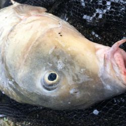 台風後のヘドロ濁りで