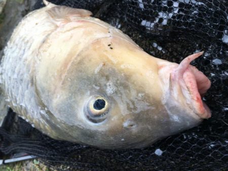 台風後のヘドロ濁りで