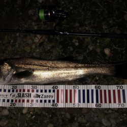 円山川シーバス