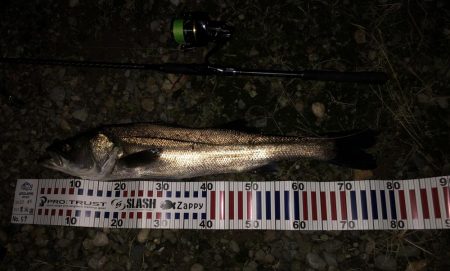 円山川シーバス