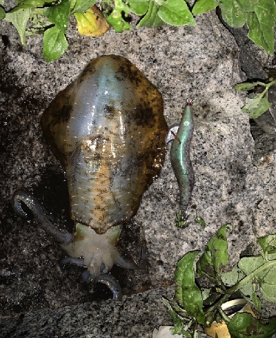 良型アオリイカとタコ