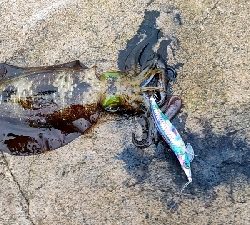いか釣れた
