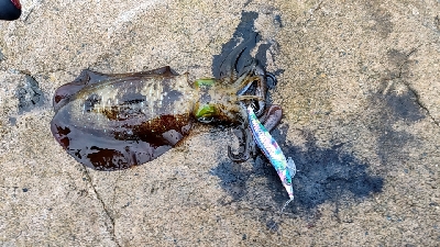 いか釣れた