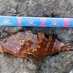 アカミズ（キジハタ）祭り