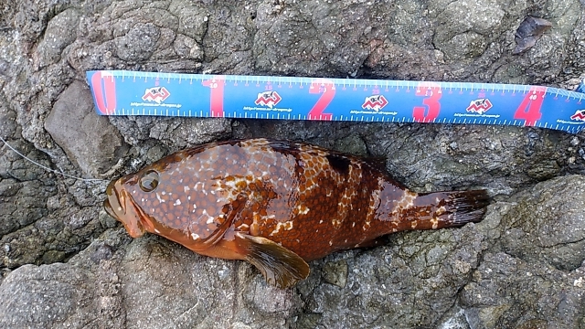 アカミズ（キジハタ）祭り