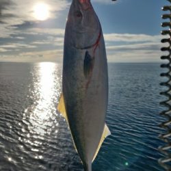 フクラギ、ダツ