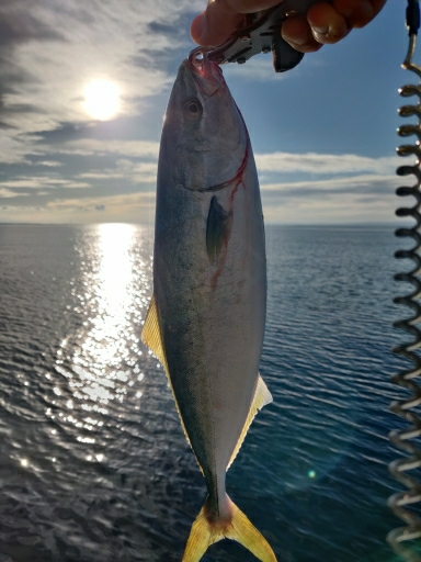 フクラギ、ダツ