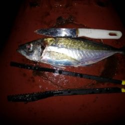 10/9釣果台風の中尺アジ3匹