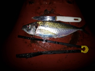 10/9釣果台風の中尺アジ3匹