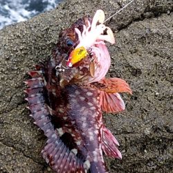 うねりが強い中釣行