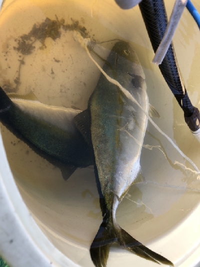 本日、午後スタート！！