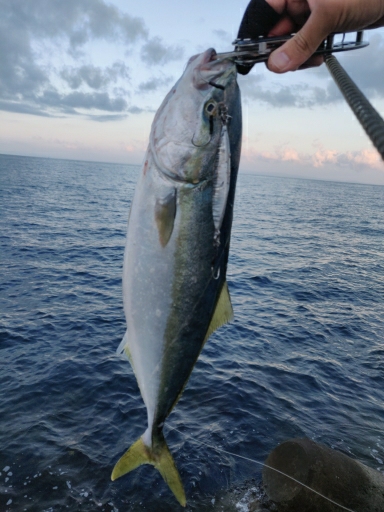 フクラギ、エソ