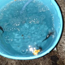 タチウオどこに···?