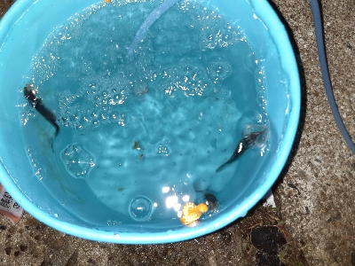 タチウオどこに···?