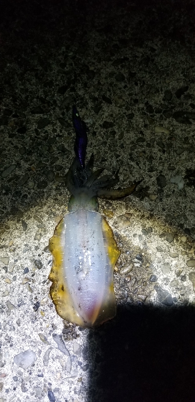 イカ　大爆釣！