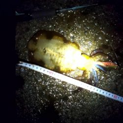 本当に秋イカか?