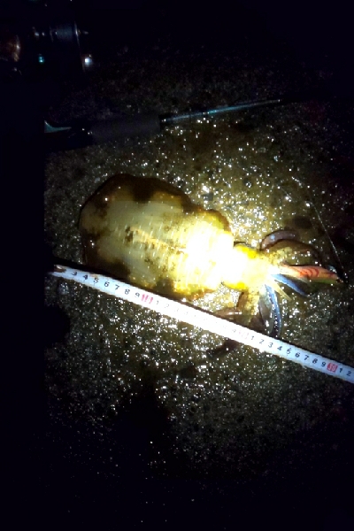 本当に秋イカか?