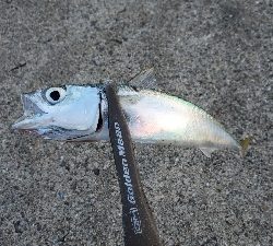 ガシラ、サバ、エソ