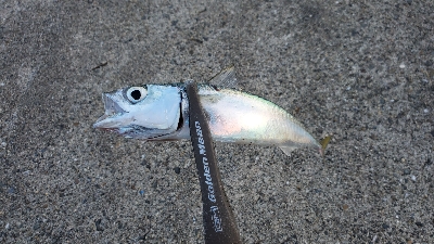 ガシラ、サバ、エソ