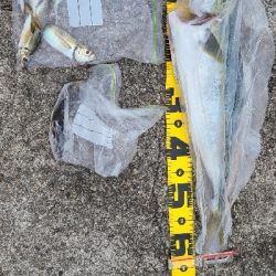 アジングからのショアジギ