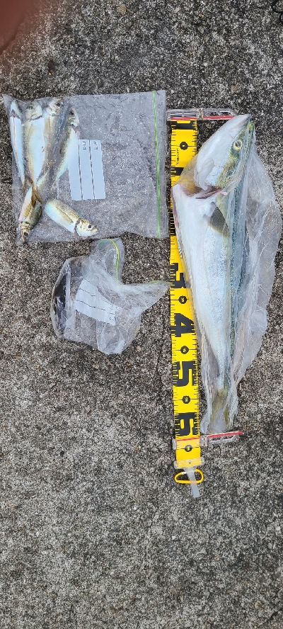 アジングからのショアジギ