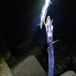 短時間で勝負　タチウオ編