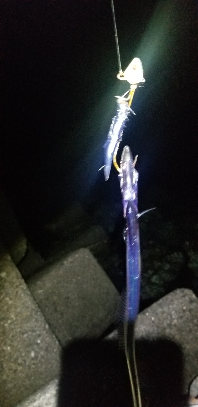 短時間で勝負　タチウオ編