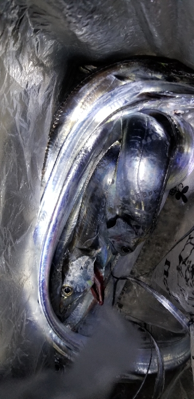 千田漁港　ウソ釣果投稿にご注意を！