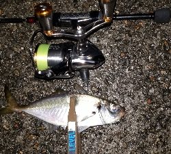 ほんまにおるんかなぁ?