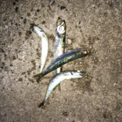 ショアジギング