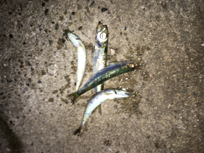 ショアジギング