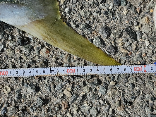 青物良い感じ♪