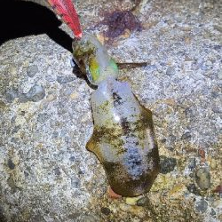 台風後激渋エギング