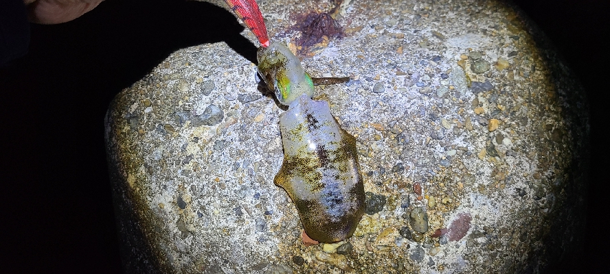 台風後激渋エギング