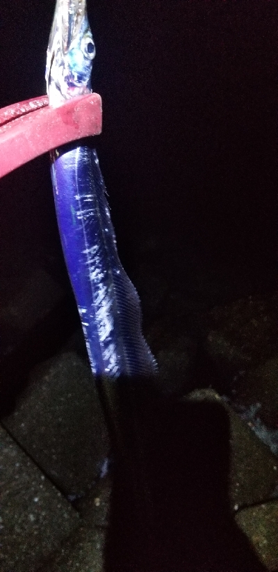 イカとタチウオを狙って。