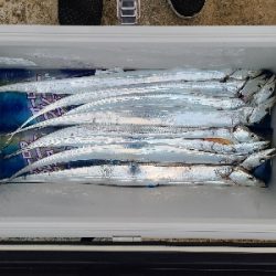 お久しぶりの太刀魚!